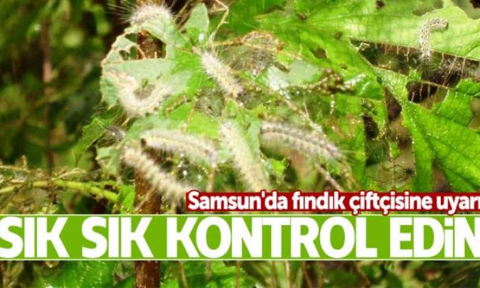 Fındık Çiftçisi Uyarıldı! Ürün Kaybınız Olabilir
