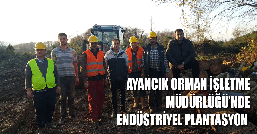 Ayancık Orman İşletme Müdürlüğü’nde Endüstriyel Plantasyon