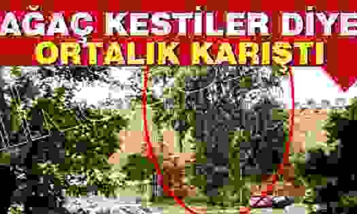Sinop’ta Ağaç Kesimine Büyük Tepki