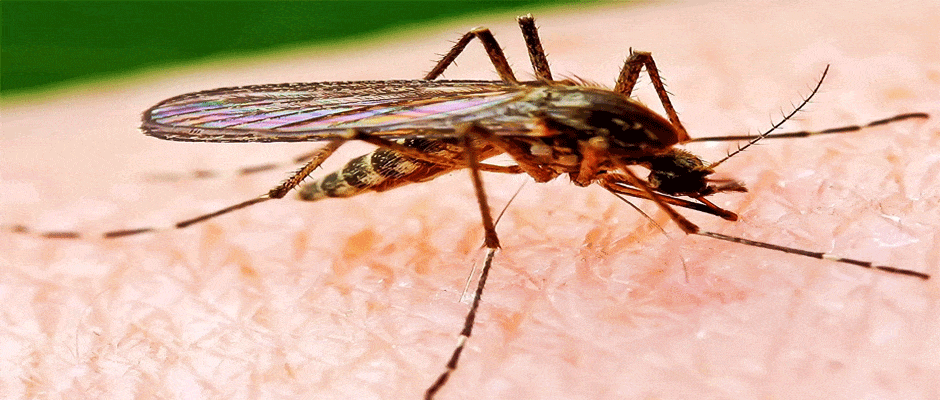 Dünya Sağlık Örgütü, Zika Virüsü İçin Uyardı!