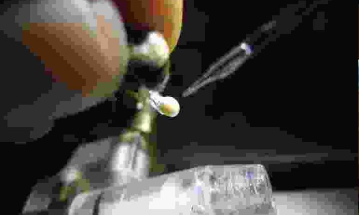Farelerden kök hücreyle Sperm Üretildi
