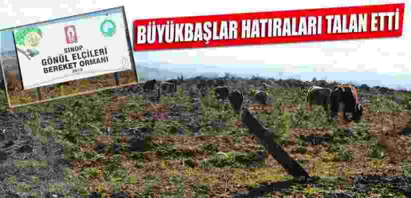 Hatıra Ormanı Büyükbaş Hayvanlar Tarafından Talan Edildi