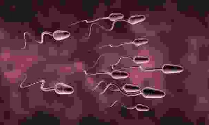 Farelerde sperm üretimi yaptılar