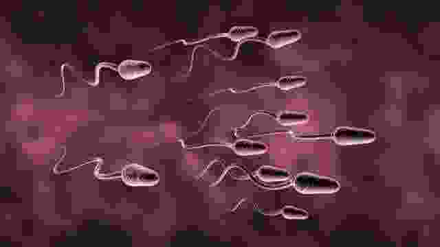 Farelerde kök hücreden sperm üretimi yapıldı