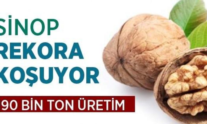 Sinop’ta 190 Bin Ton Ceviz Üretildi