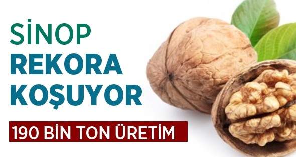 Sinop’ta 190 Bin Ton Ceviz Üretildi