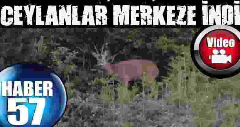 Ceylanlar Merkeze İndi