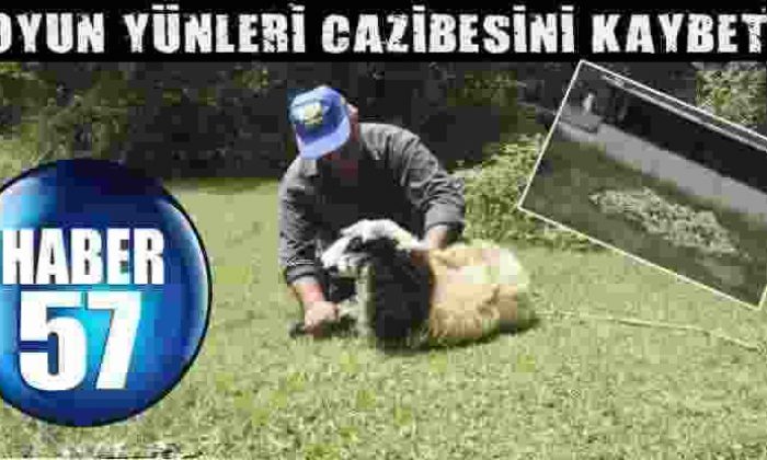 Koyun Yünleri Cazibesini Kaybetti