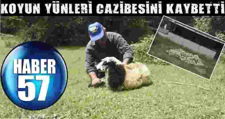 Koyun Yünleri Cazibesini Kaybetti