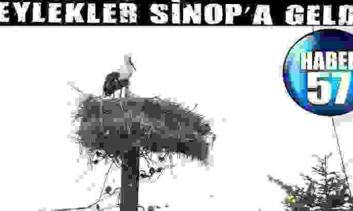 Leylekler Sinop’A Geldi