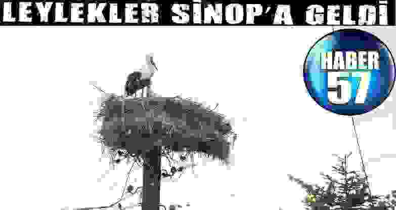 Leylekler Sinop’A Geldi