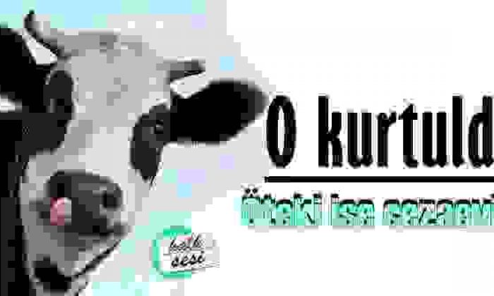 Şanslı İnek !
