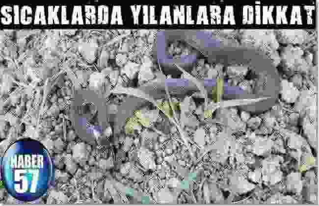 Sıcaklarda Yılanlara Dikkat