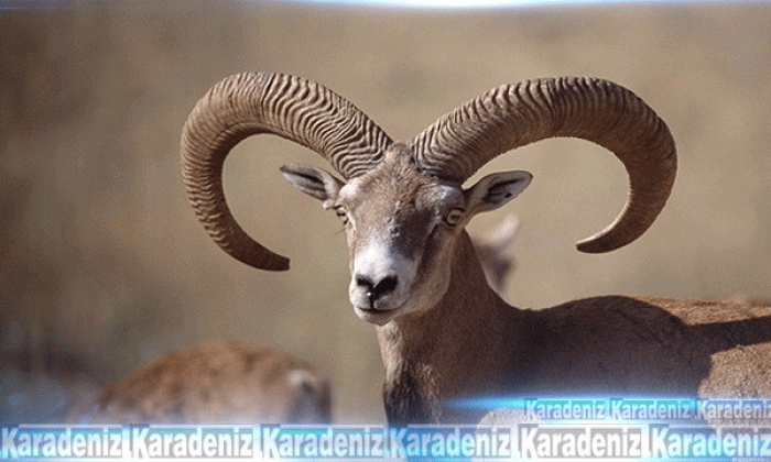 Bu hayvanları vurmanın cezası 75 bin TL!