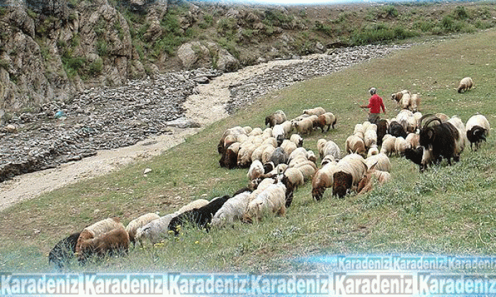 Destek primi sahtekarlığına maruz kalmayın
