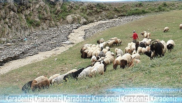 Destek primi sahtekarlığına maruz kalmayın