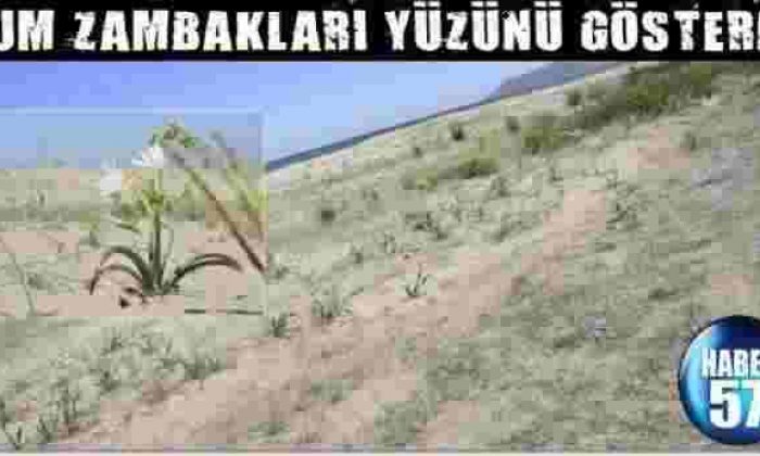 Kum Zambakları Yüzünü Gösterdi