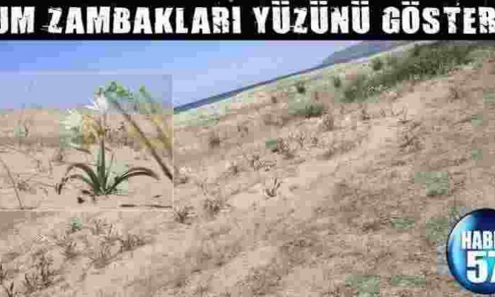 Kum Zambakları Yüzünü Gösterdi
