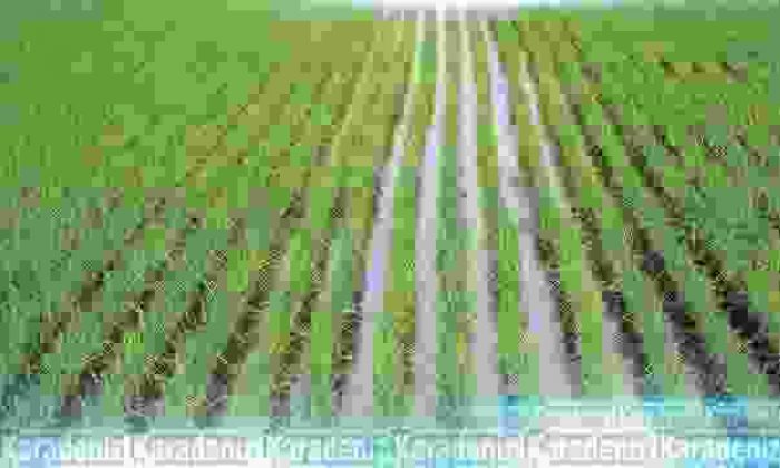 Pirinçte üretim ve tüketim artacak