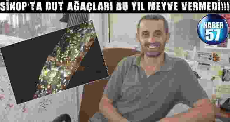 Sinop’Ta Dut Ağaçları Bu Yıl Meyve Vermedi!!!