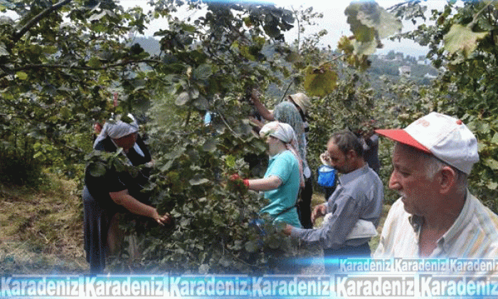 Giresun’da fındık hasadı başladı