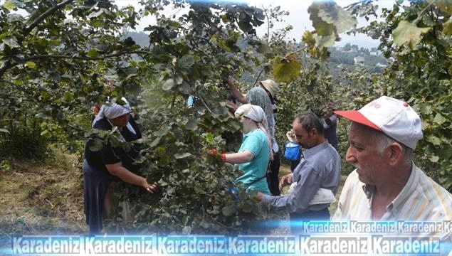 Giresun’da fındık hasadı başladı