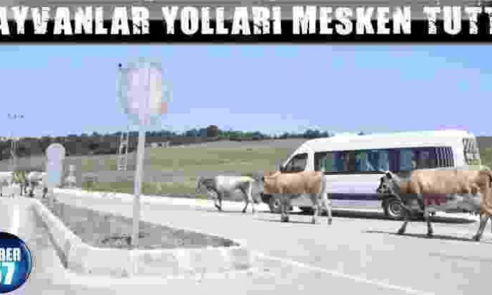 Hayvanlar Yolları Mesken Tuttu