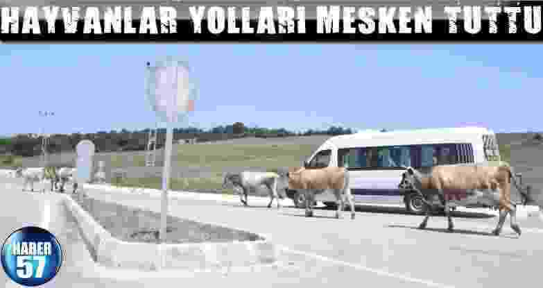 Hayvanlar Yolları Mesken Tuttu