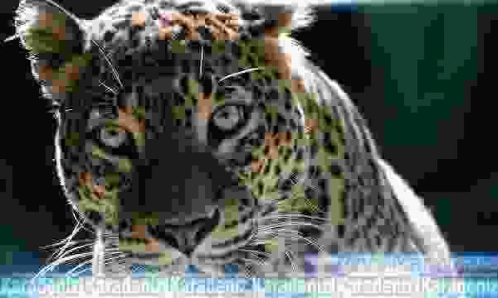 Leopar otel odasına girdi!
