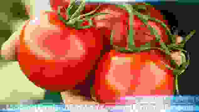 Temmuz ayında domates fiyat rekoru kırdı!