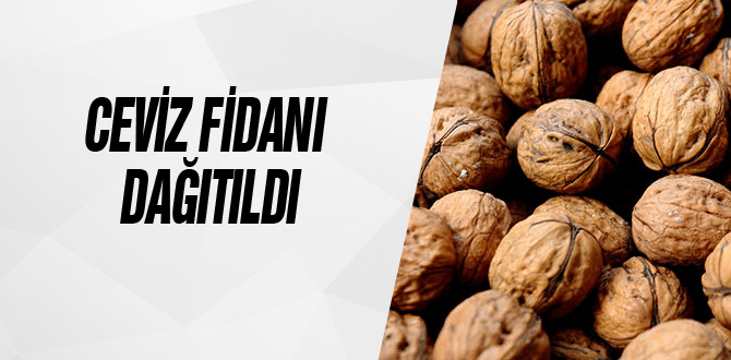 Ceviz Fidanı Dağıtıldı