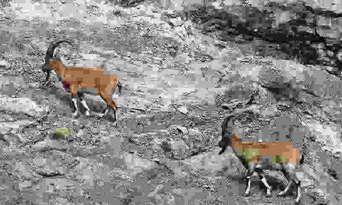 Dağ Keçisi Avcılarını Ekipler Yakaladı