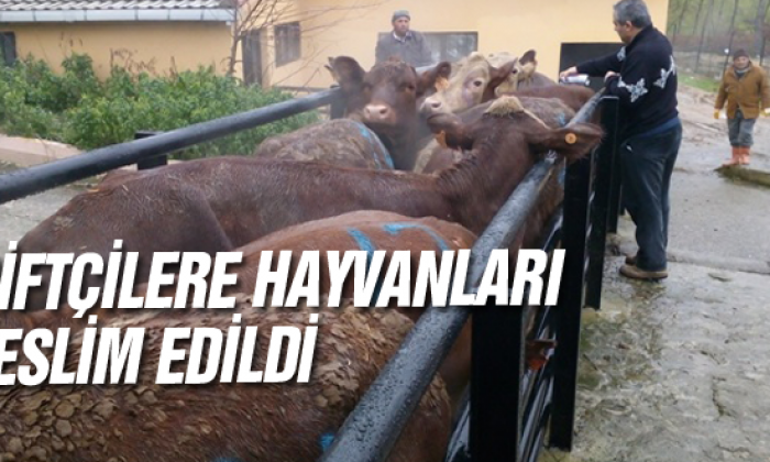 Çiftçilere hayvanları teslim edildi