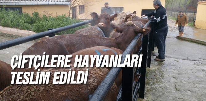 Çiftçilere hayvanları teslim edildi