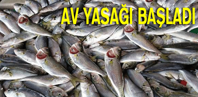 Av yasağı başladı