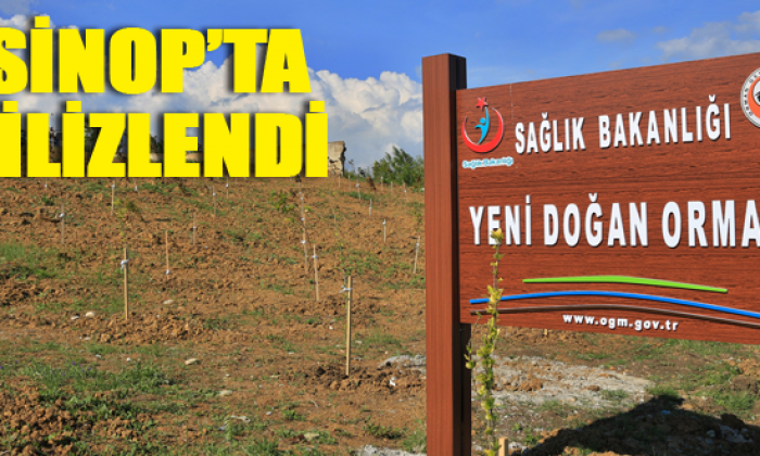 “Yeni Doğan Ormanı” Sinop’ta filizlendi