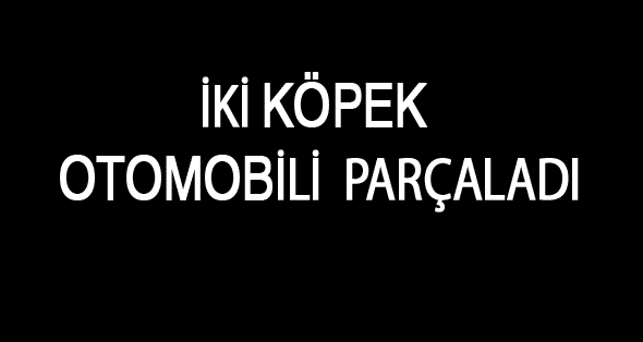 Köpekler otomobili Parçaladı