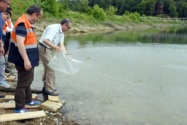 Sinop Ta Göletlerde Balık Bereketi