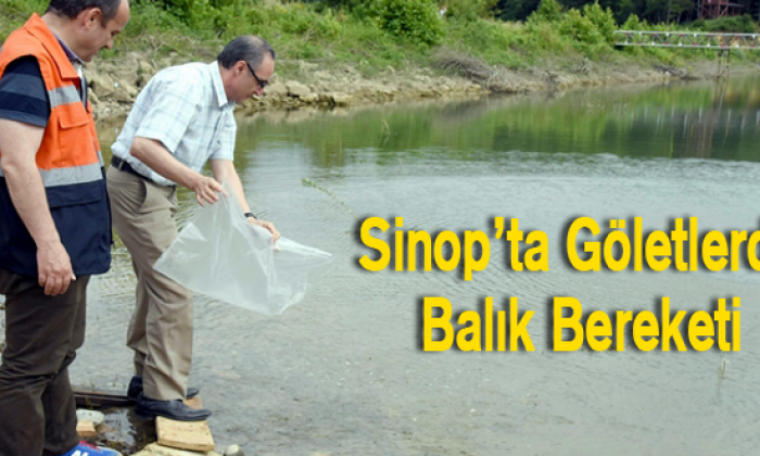 Sinop Ta Göletlerde Balık Bereketi