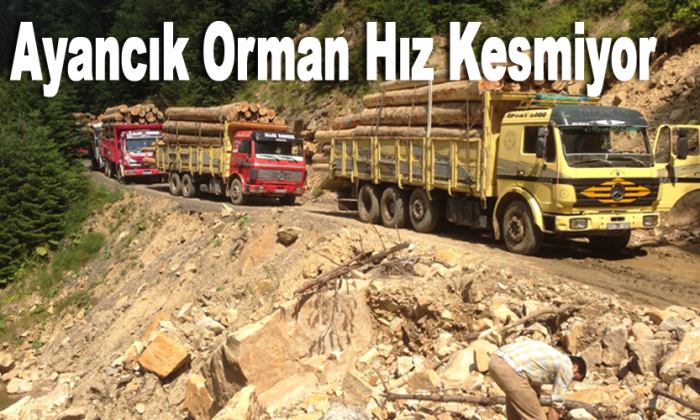 Ayancık Orman Hız Kesmiyor