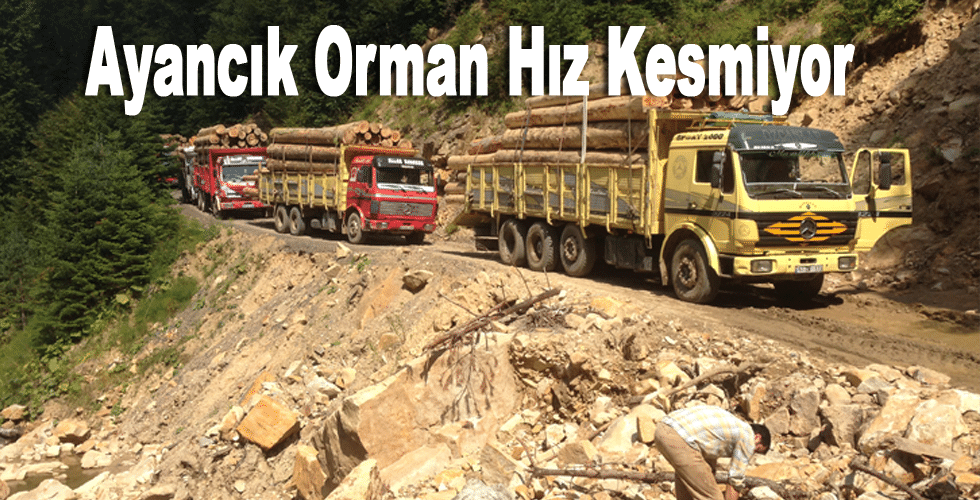 Ayancık Orman Hız Kesmiyor