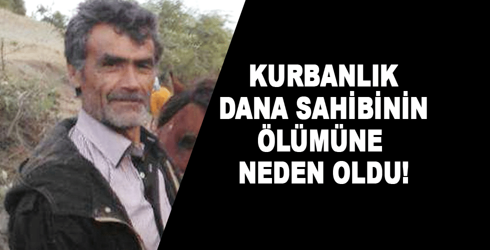 Kurbanlık dana sahibinin ölümüne neden oldu