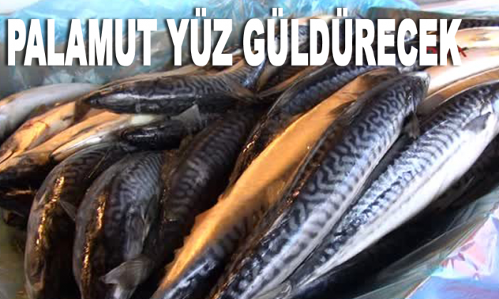 Palamut yüz güldürecek