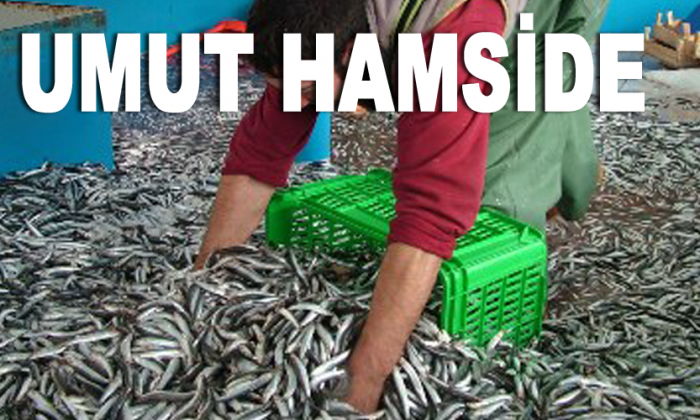 Karadenizli balıkçının umudu hamside