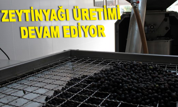 Gerze’de Zeytinyağı Üretimi Devam Ediyor