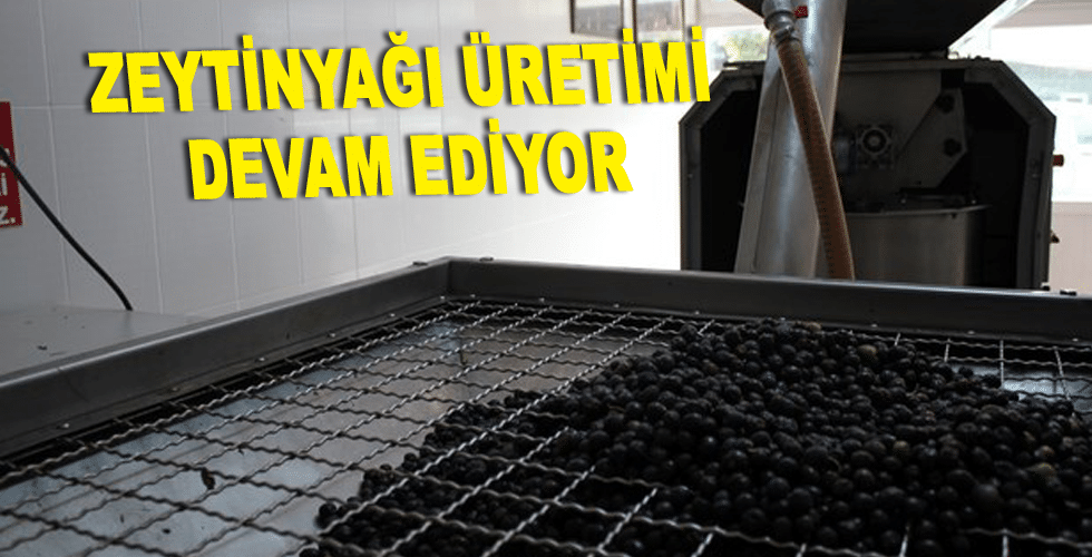 Gerze’de Zeytinyağı Üretimi Devam Ediyor