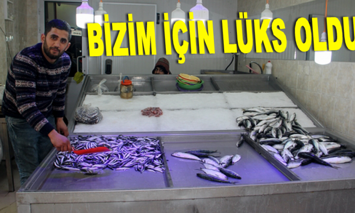 Hamsi artık bizim için lüks oldu