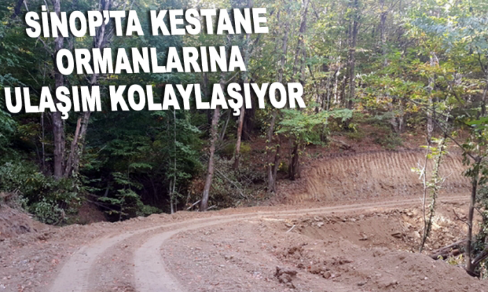 Sinop’ta kestane ormanlarına ulaşım kolaylaşıyor