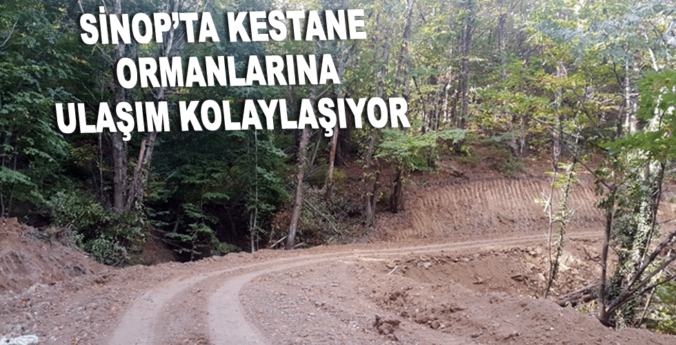 Sinop’ta kestane ormanlarına ulaşım kolaylaşıyor