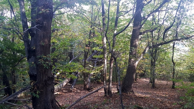 Sinop’ta kestane ormanlarına ulaşım kolaylaşıyor